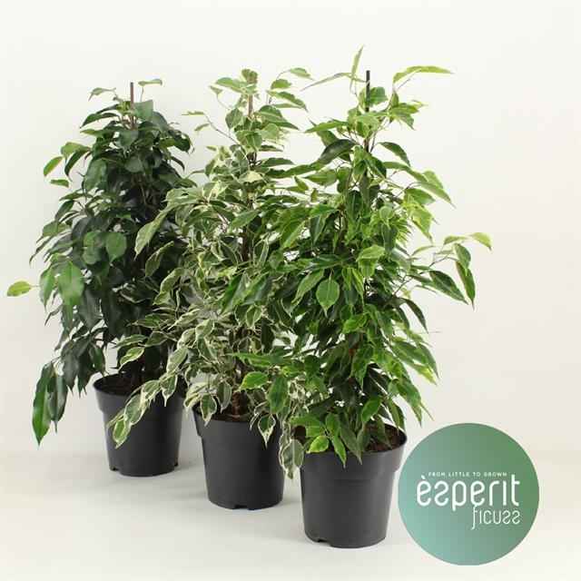 Горшечные цветы и растения оптом Ficus Benj. Royal Mix от 6шт из Голландии с доставкой по России