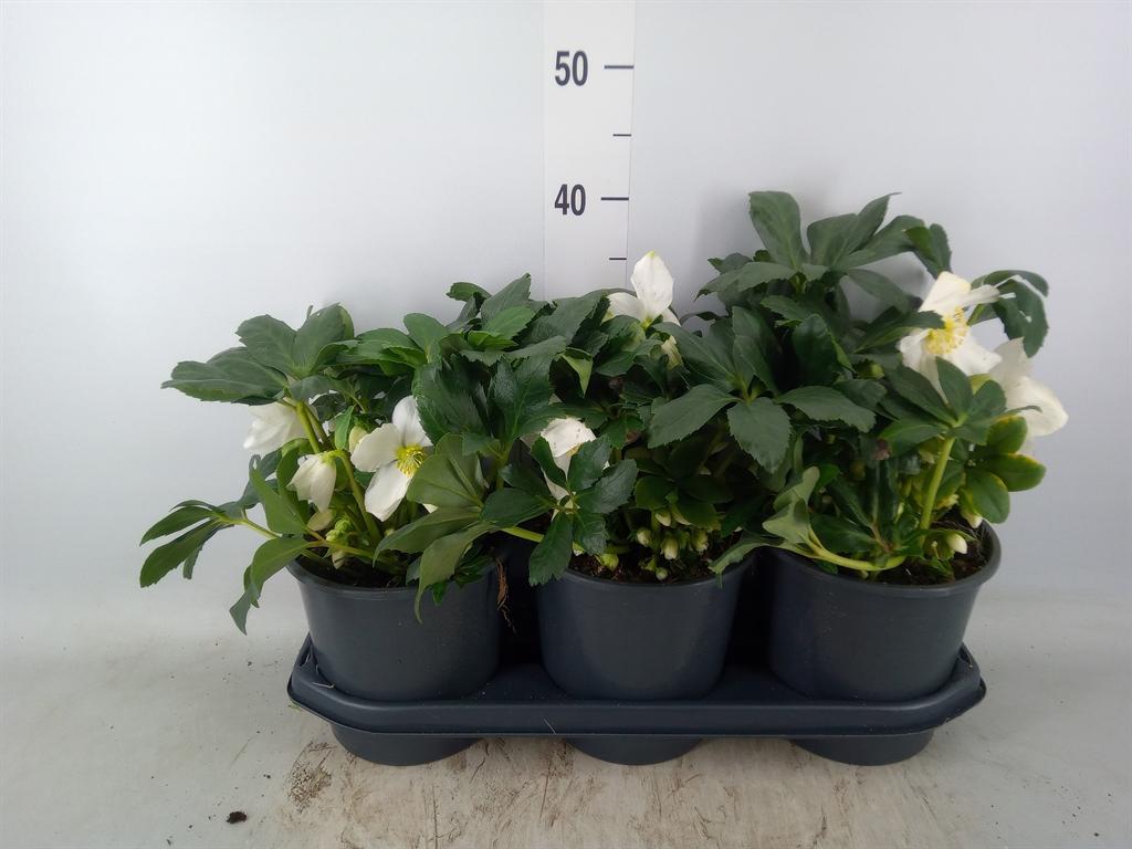 Горшечные цветы и растения оптом Helleborus   ... от 3шт из Голландии с доставкой по России
