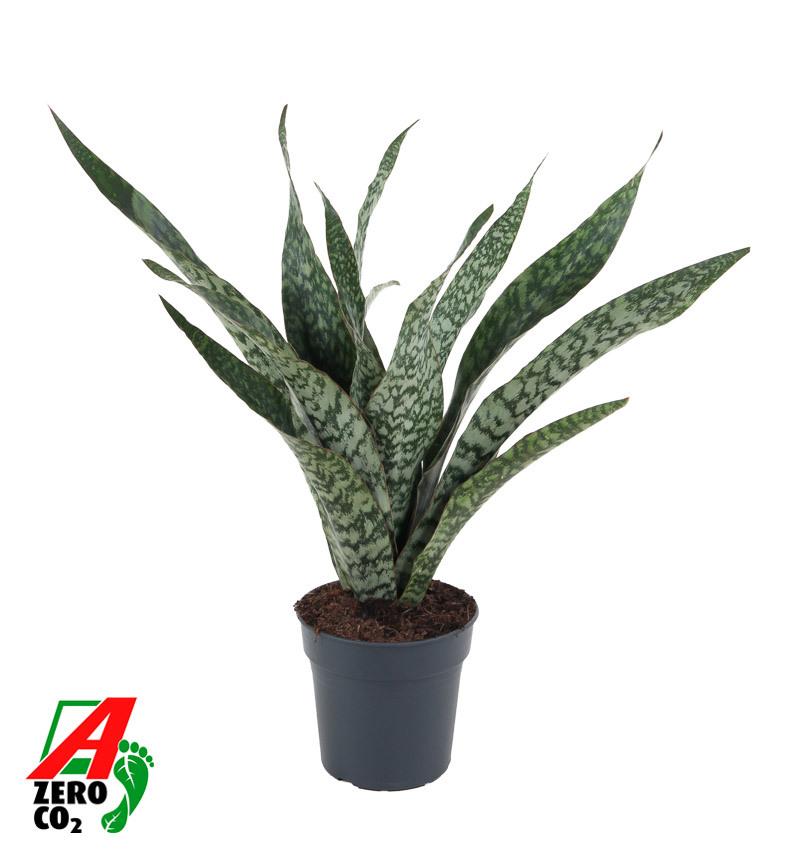 Горшечные цветы и растения оптом Sansevieria Jaboa от 1шт из Голландии с доставкой по России