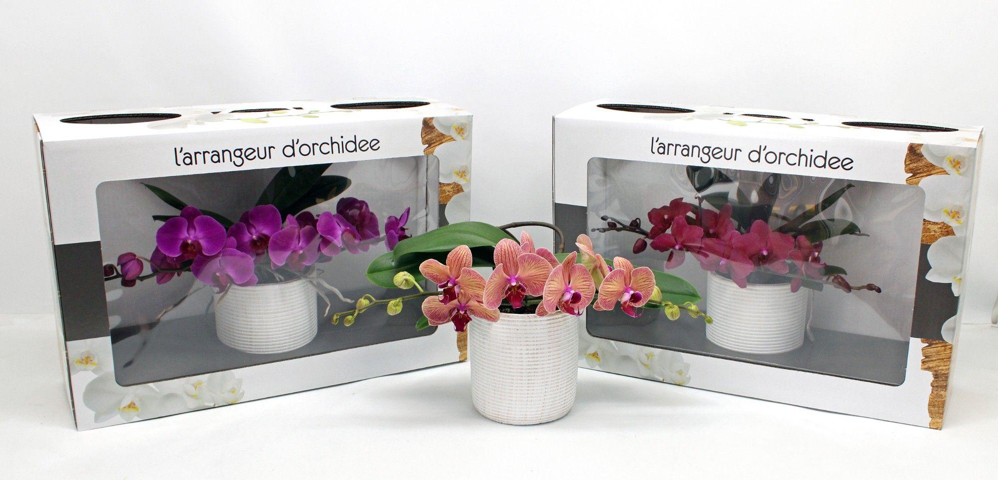 Горшечные цветы и растения оптом Phal Larrangeur Dorchidee Mix (phalaenova) от 1шт из Голландии с доставкой по России