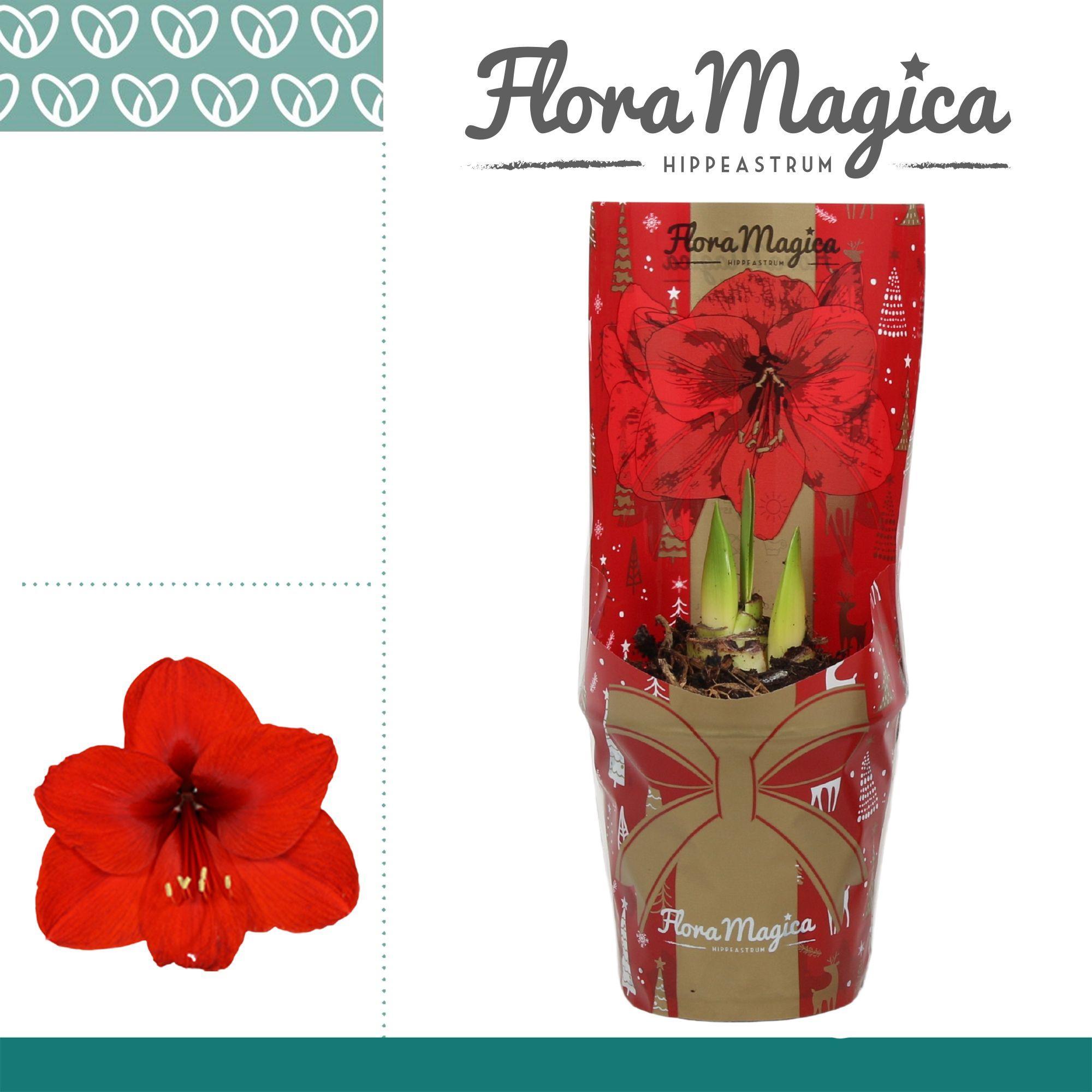 Горшечные цветы и растения оптом Hipp Red 1pp от 10шт из Голландии с доставкой по России
