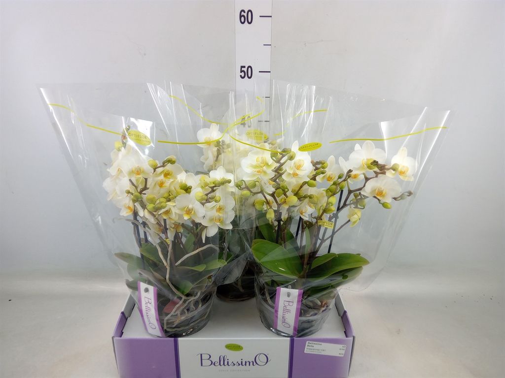 Горшечные цветы и растения оптом Phalaenopsis Multi.   ...white от 3шт из Голландии с доставкой по России