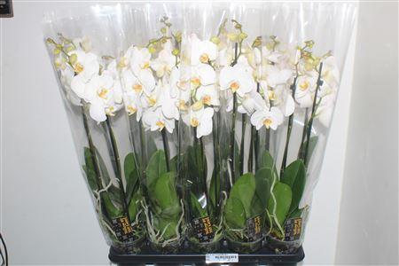 Горшечные цветы и растения оптом Phal Ov Wit 3 Branches 20+ от 10шт из Голландии с доставкой по России