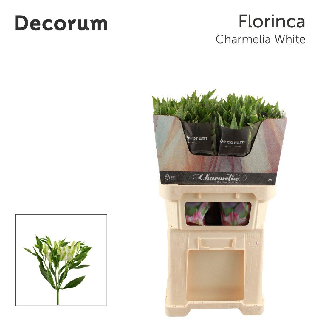 Срезанные цветы оптом Alstroemeria fl charmelia white от 50шт из Голландии с доставкой по России