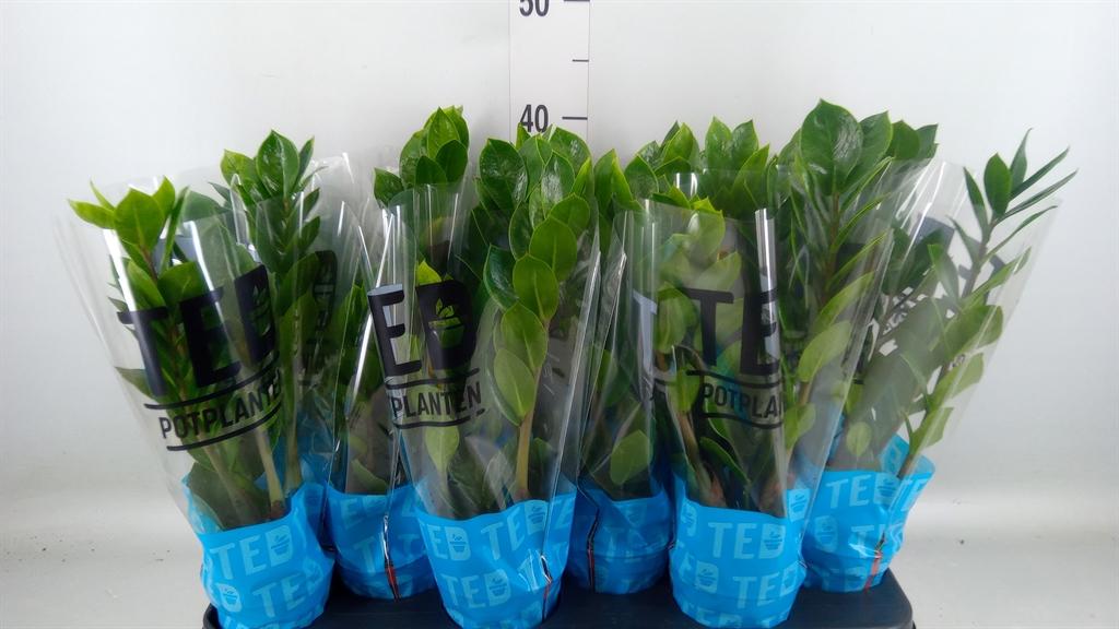 Горшечные цветы и растения оптом Zamioculcas Zamiifolia от 12шт из Голландии с доставкой по России