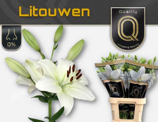 Срезанные цветы оптом Lilium la litouwen от 100шт из Голландии с доставкой по России