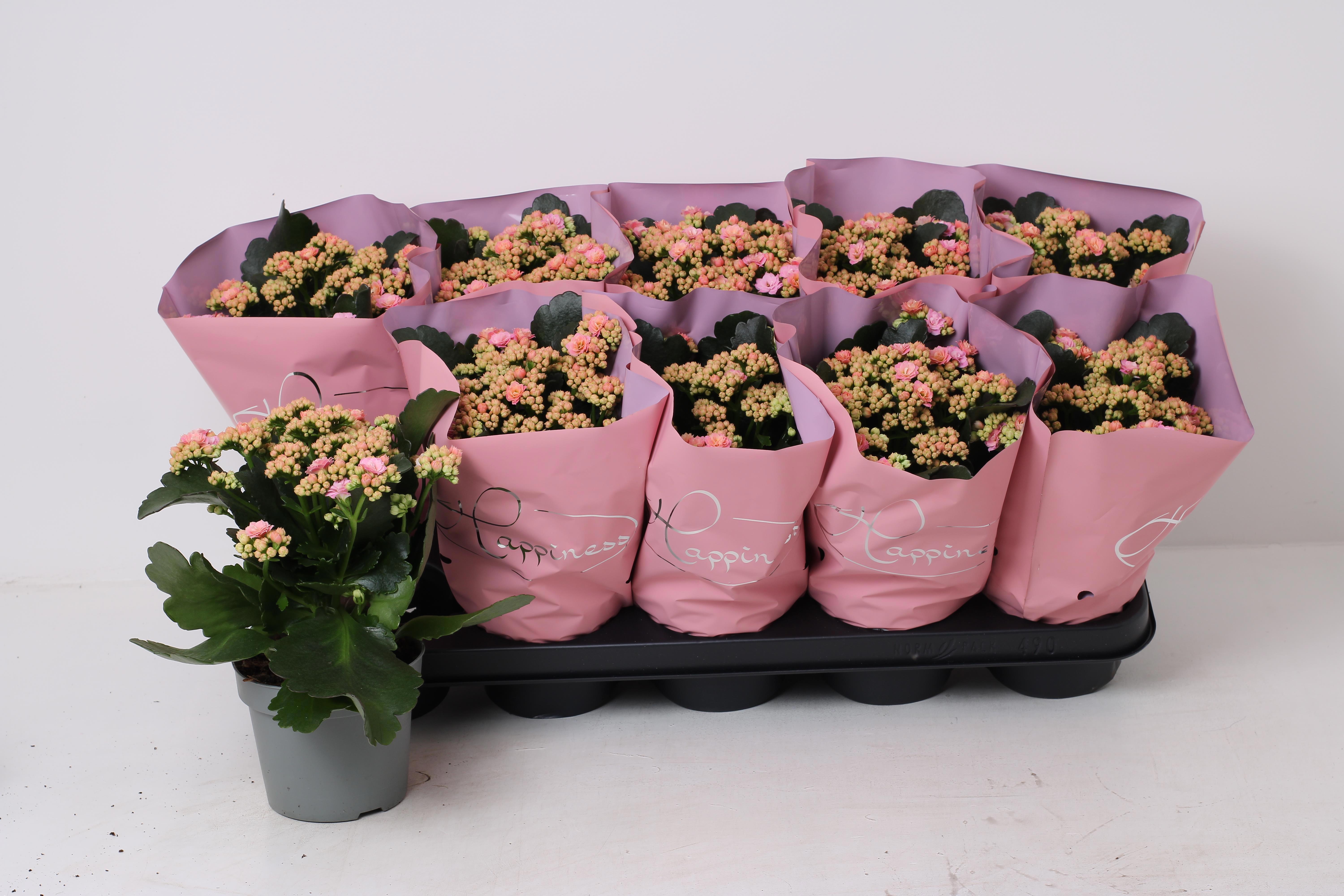 Горшечные цветы и растения оптом Kal Ge African June от 10шт из Голландии с доставкой по России