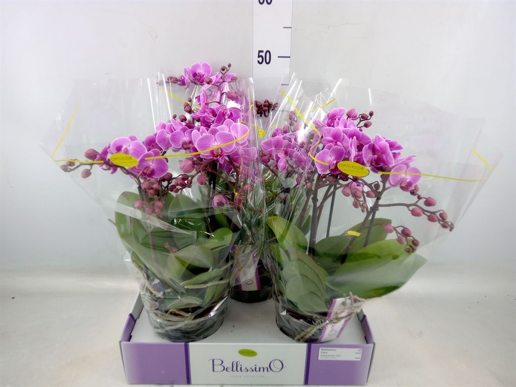 Горшечные цветы и растения оптом Phalaenopsis Multi.   ...rose от 3шт из Голландии с доставкой по России