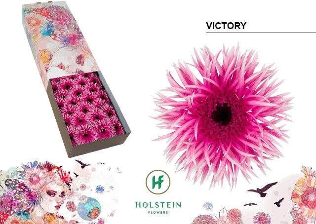 Срезанные цветы оптом Gerbera gerspider victory от 50шт из Голландии с доставкой по России