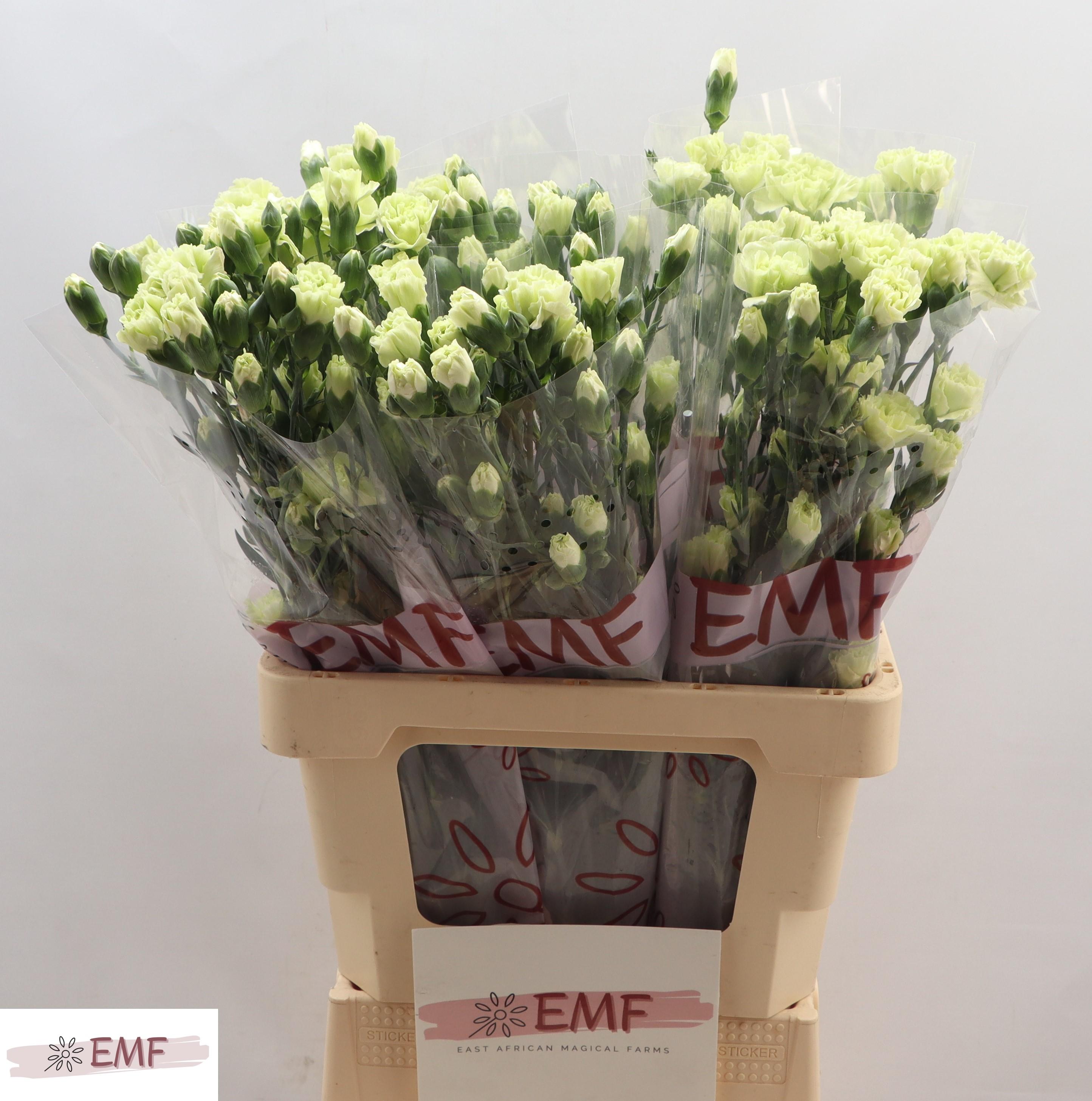 Срезанные цветы оптом Dianthus sp parsley+ от 60шт из Голландии с доставкой по России