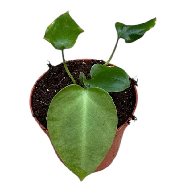 Горшечные цветы и растения оптом Anthurium Napo от 1шт (для телеги) из Голландии с доставкой по России