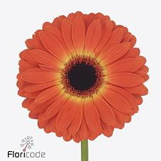 Срезанные цветы оптом Gerbera medina от 40шт из Голландии с доставкой по России Срезанные цветы оптом Gerbera medina от 40шт из Голландии с доставкой по России