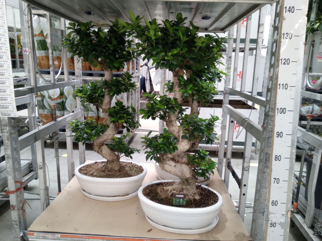 Горшечные цветы и растения оптом Ficus Ginseng S-type In Sierpot от 1шт из Голландии с доставкой по России