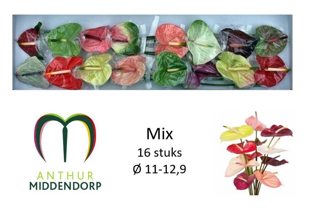 Срезанные цветы оптом Anthurium mix in box от 16шт из Голландии с доставкой по России