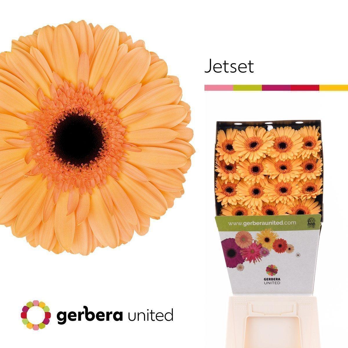 Срезанные цветы оптом Gerbera diamond jetset от 15шт. из Голландии с доставкой по России