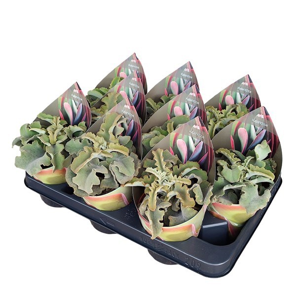 Горшечные цветы и растения оптом Kalanchoe Beharensis Potcover от 9шт из Голландии с доставкой по России