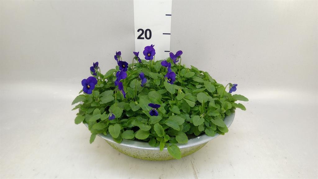 Горшечные цветы и растения оптом Viola Corn. sorbet Xp Blue Blotch от 1шт (для телеги) из Голландии с доставкой по России