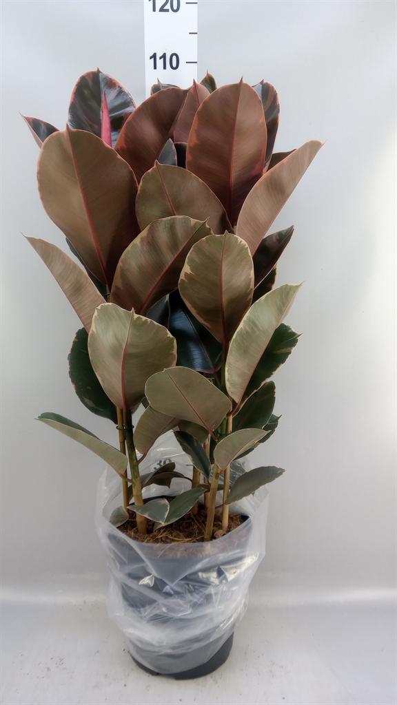 Горшечные цветы и растения оптом Ficus Elastica belize A от 1шт из Голландии с доставкой по России
