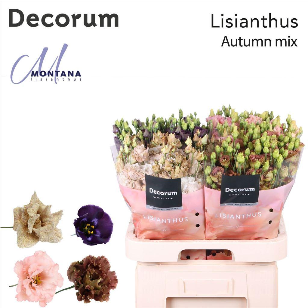 Срезанные цветы оптом Lisianthus Autumn mix 70cm от 40шт из Голландии с доставкой по России