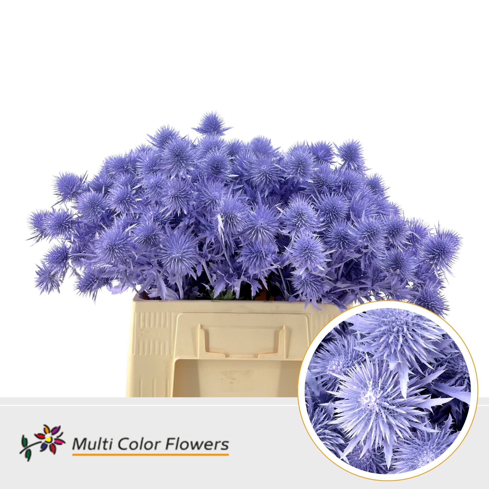 Срезанные цветы оптом Eryngium alpinum paint milka от 50шт из Голландии с доставкой по России