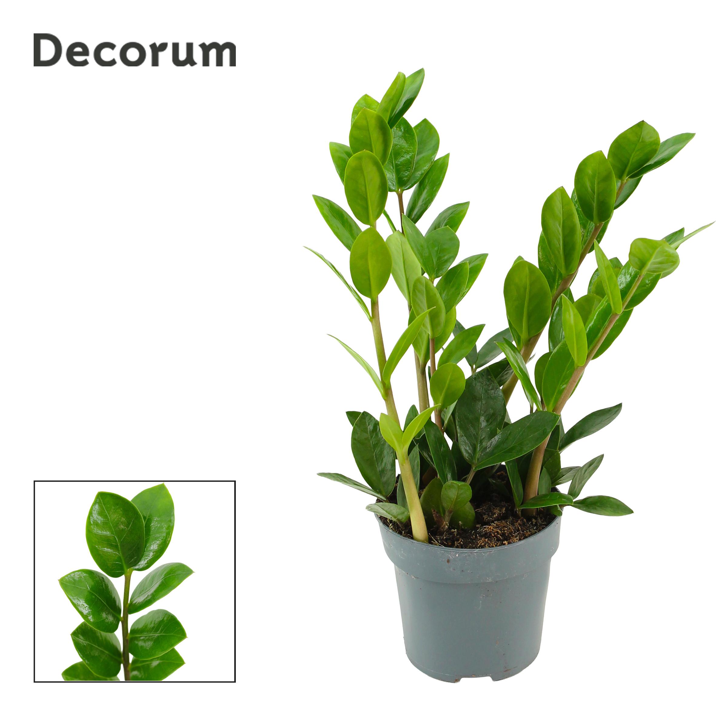 Горшечные цветы и растения оптом Zamioculcas Lima (decorum) от 11шт из Голландии с доставкой по России