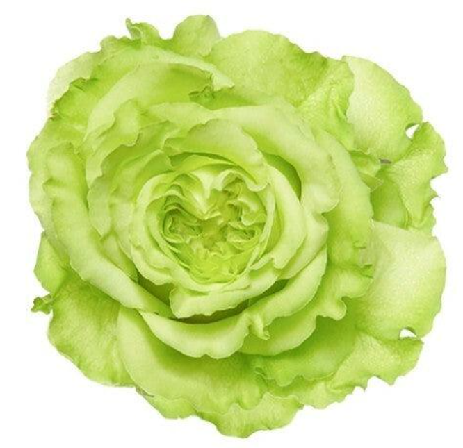 Срезанные цветы оптом Rosa la supergreen от 24шт из Голландии с доставкой по России