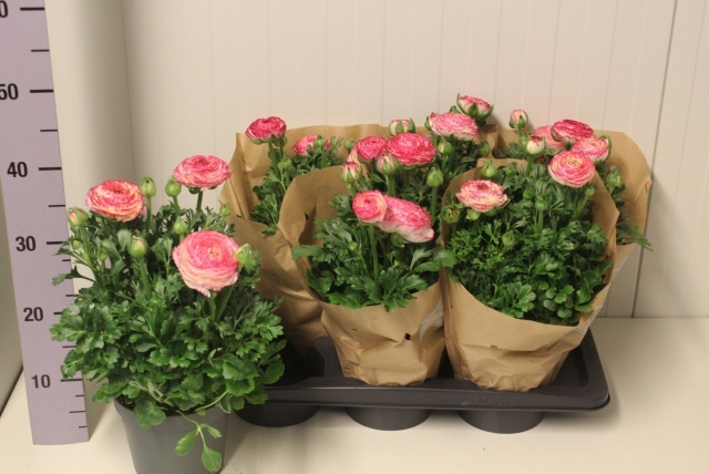 Горшечные цветы и растения оптом Ranun Suc Xxl Gem от 6шт из Голландии с доставкой по России