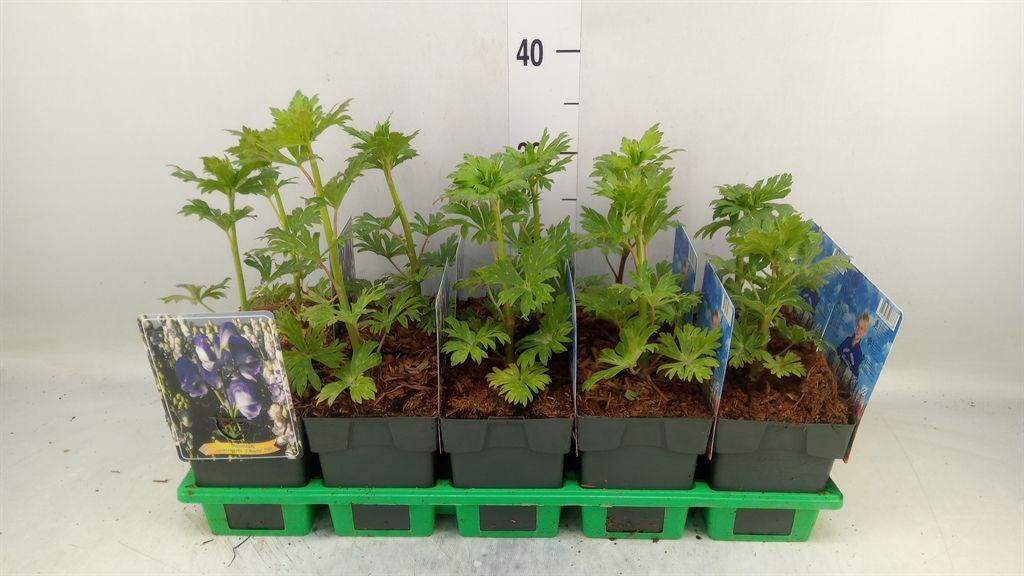 Горшечные цветы и растения оптом Aconitum   ... от 10шт из Голландии с доставкой по России