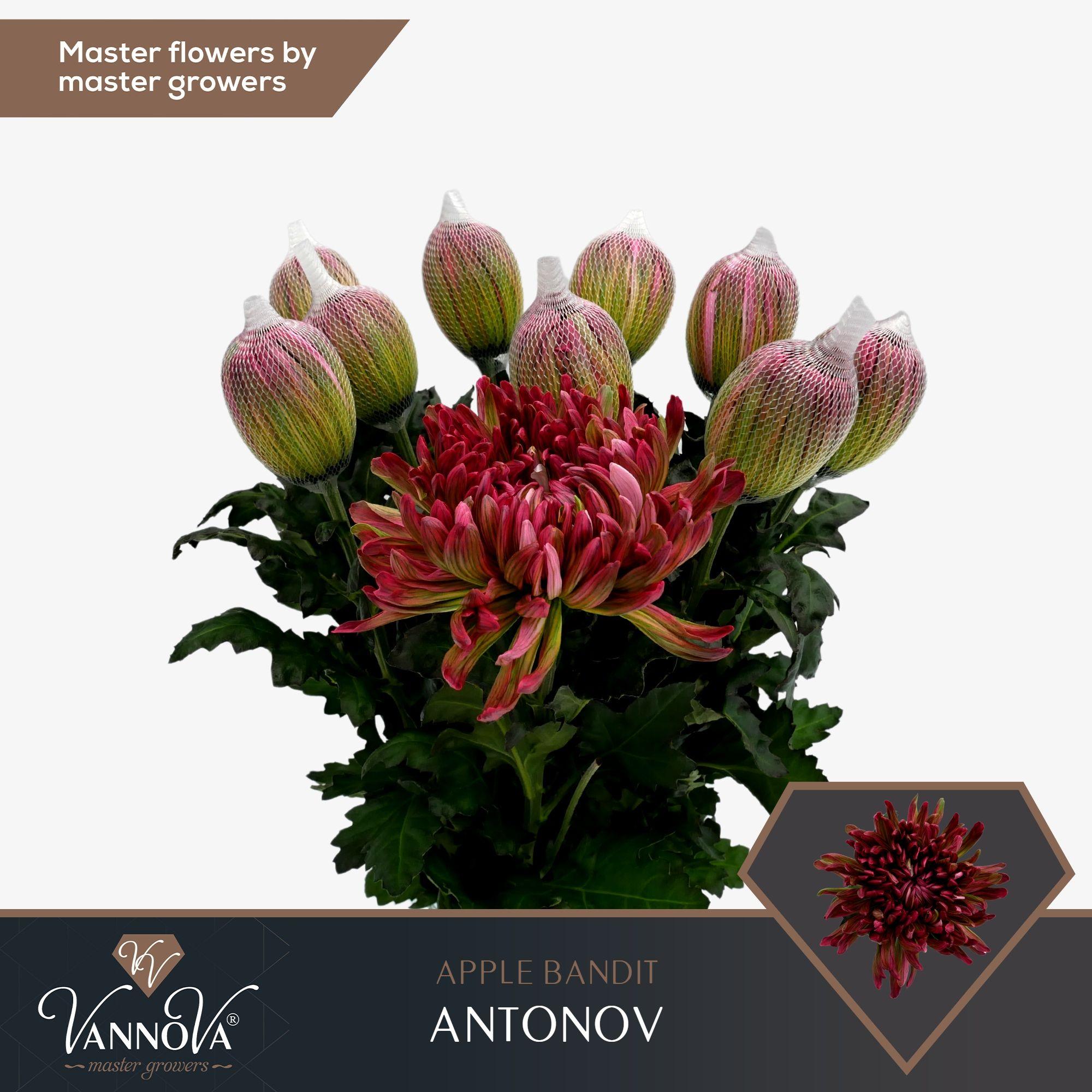 Срезанные цветы оптом Chrys bl paint antonov apple bandit от 120шт из Голландии с доставкой по России