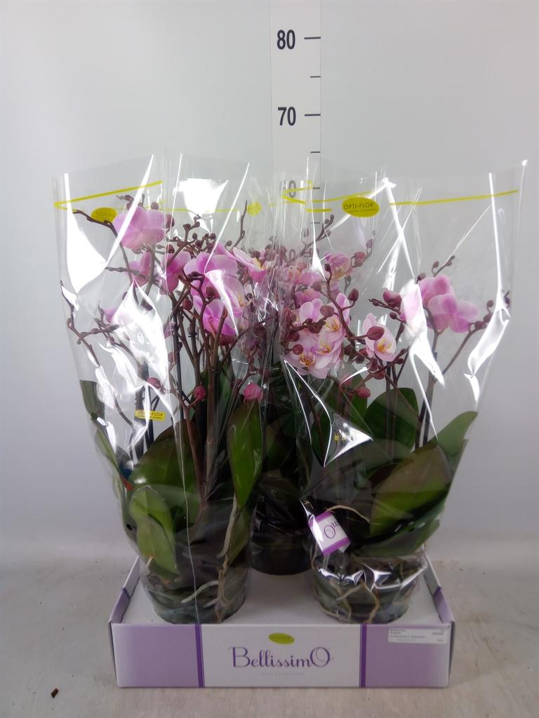 Горшечные цветы и растения оптом Phal 2st Aromio Fresh ( Opti ) от 3шт из Голландии с доставкой по России