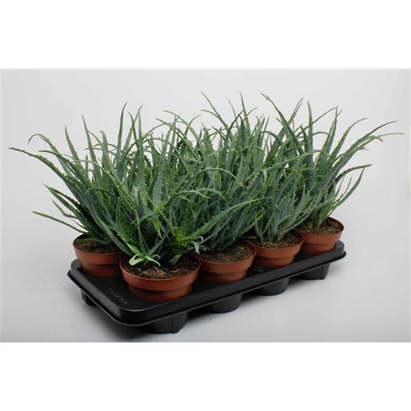Горшечные цветы и растения оптом Aloe Arborences от 8шт из Голландии с доставкой по России