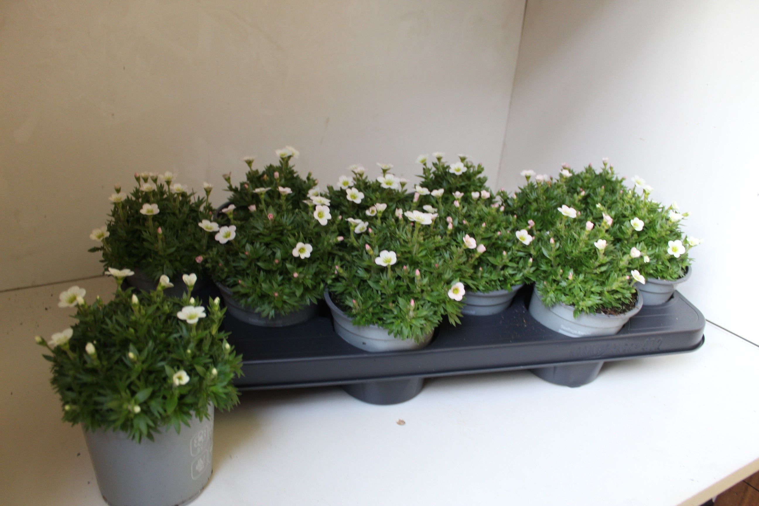 Горшечные цветы и растения оптом Saxif White Pixie от 12шт из Голландии с доставкой по России