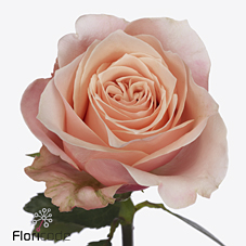 Срезанные цветы оптом Rosa large pretty pillow от 50шт. из Голландии с доставкой по России
