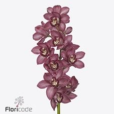 Срезанные цветы оптом Cymbidium red barolo от 10шт. из Голландии с доставкой по России