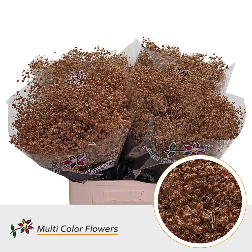 Срезанные цветы оптом Gyps large paint caramel от 100шт из Голландии с доставкой по России