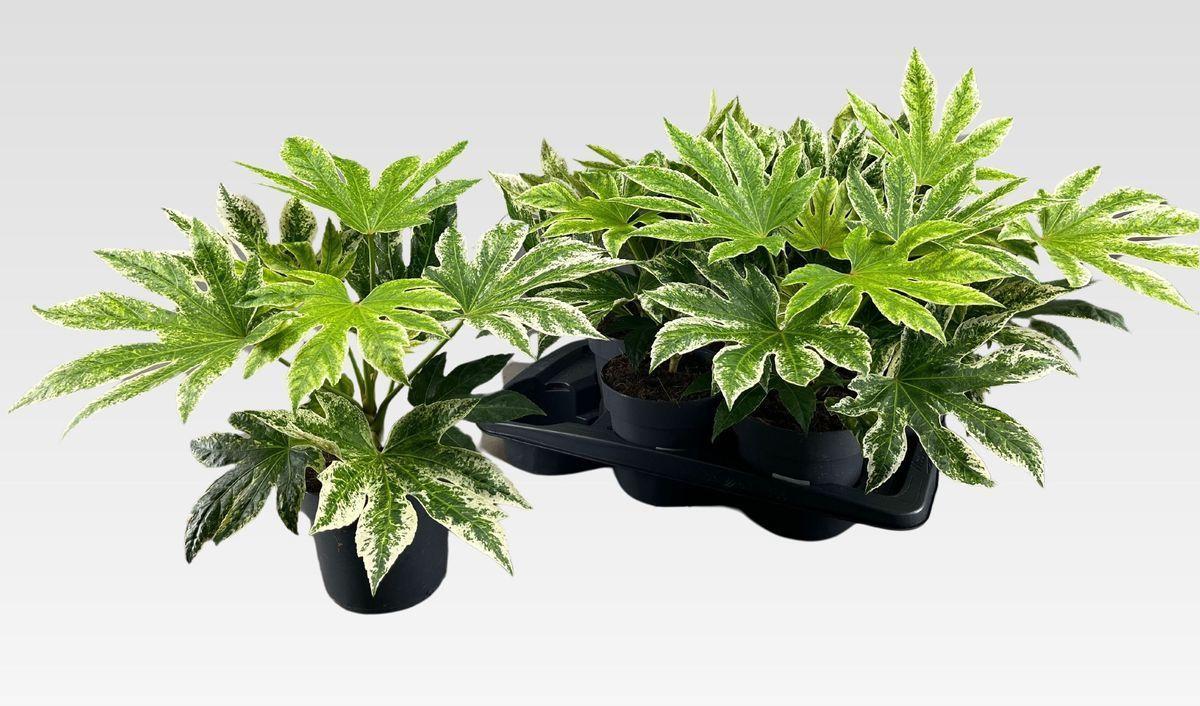 Горшечные цветы и растения оптом Fatsia Variegata от 6шт из Голландии с доставкой по России