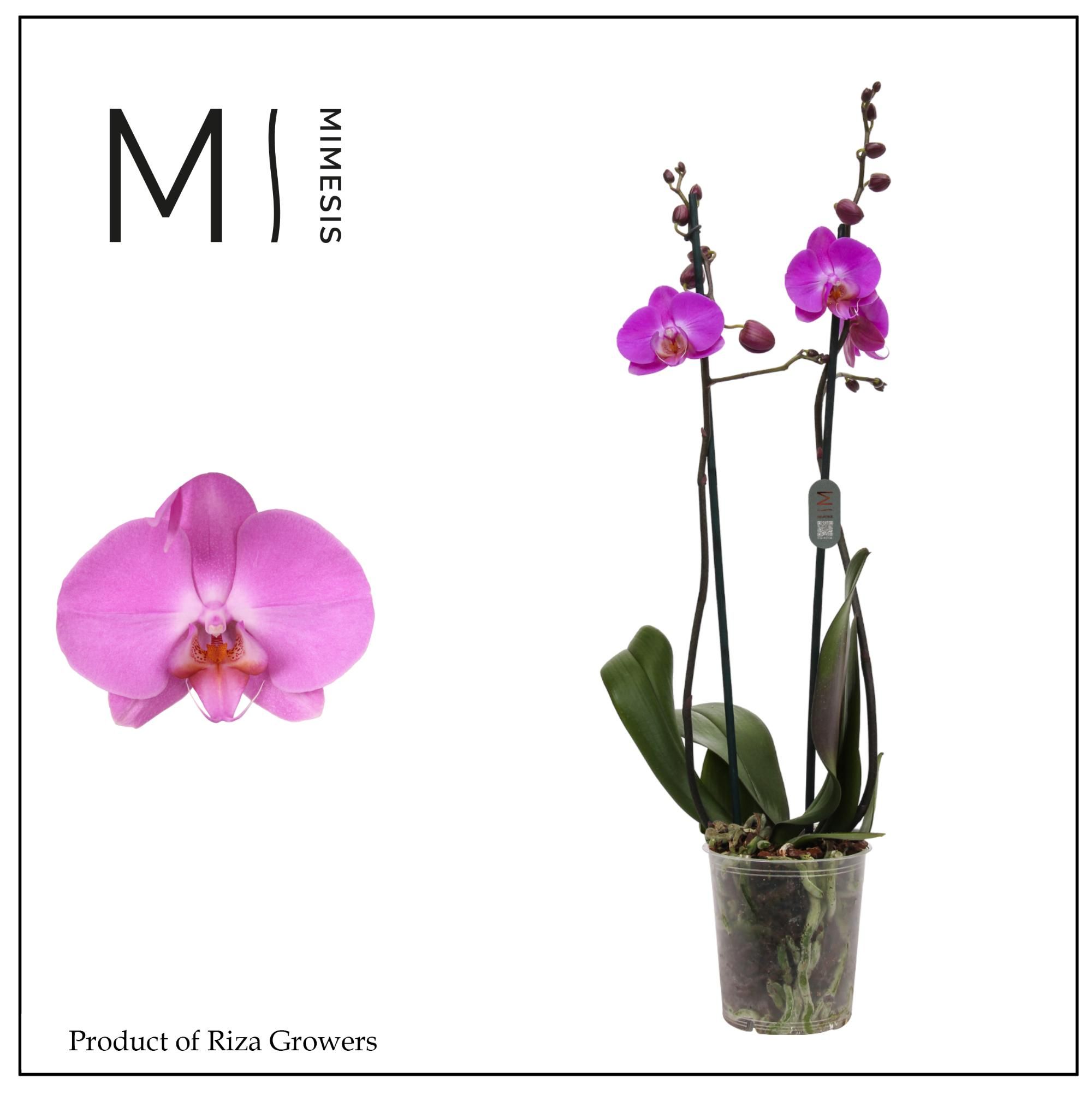 Горшечные цветы и растения оптом Phal 2st Las Palmas 16+ Mimesis (orchid Growers) от 10шт из Голландии с доставкой по России