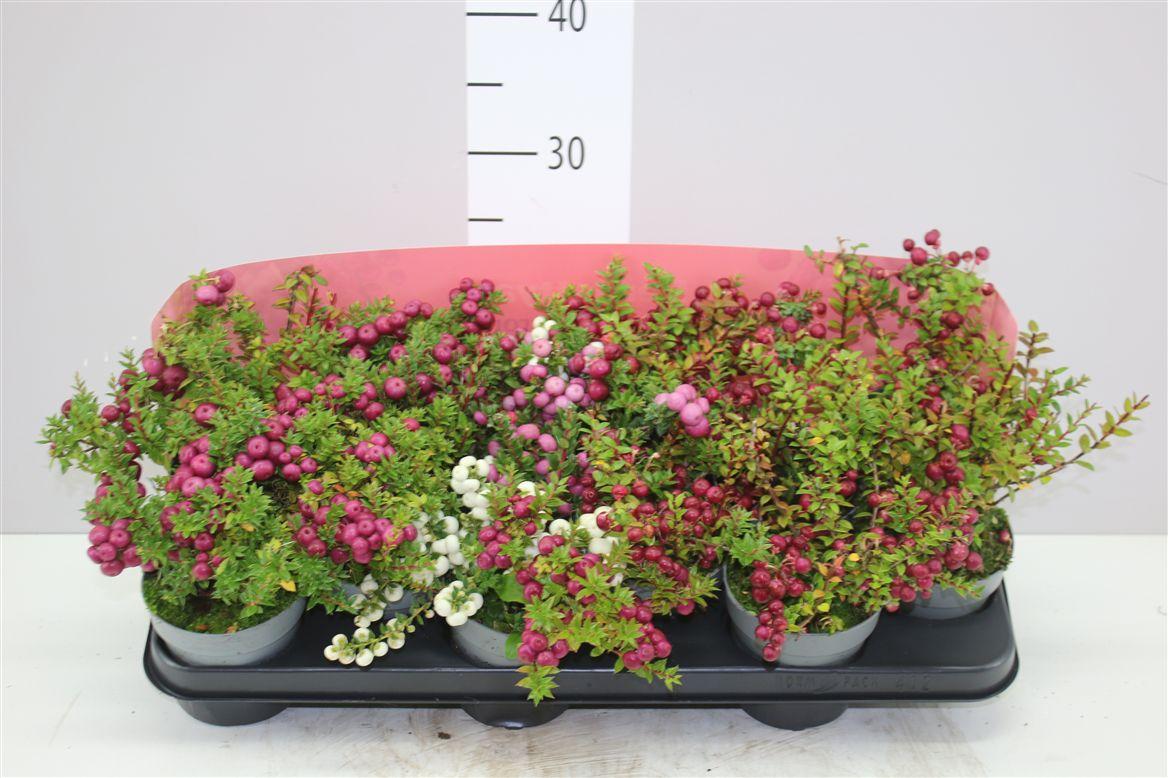 Горшечные цветы и растения оптом Pernettya Gemengd от 12шт из Голландии с доставкой по России