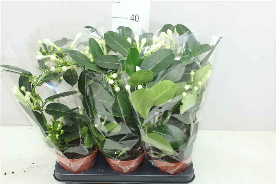 Горшечные цветы и растения оптом Stephanotis Fleur Parfum 4-6 от 6шт из Голландии с доставкой по России