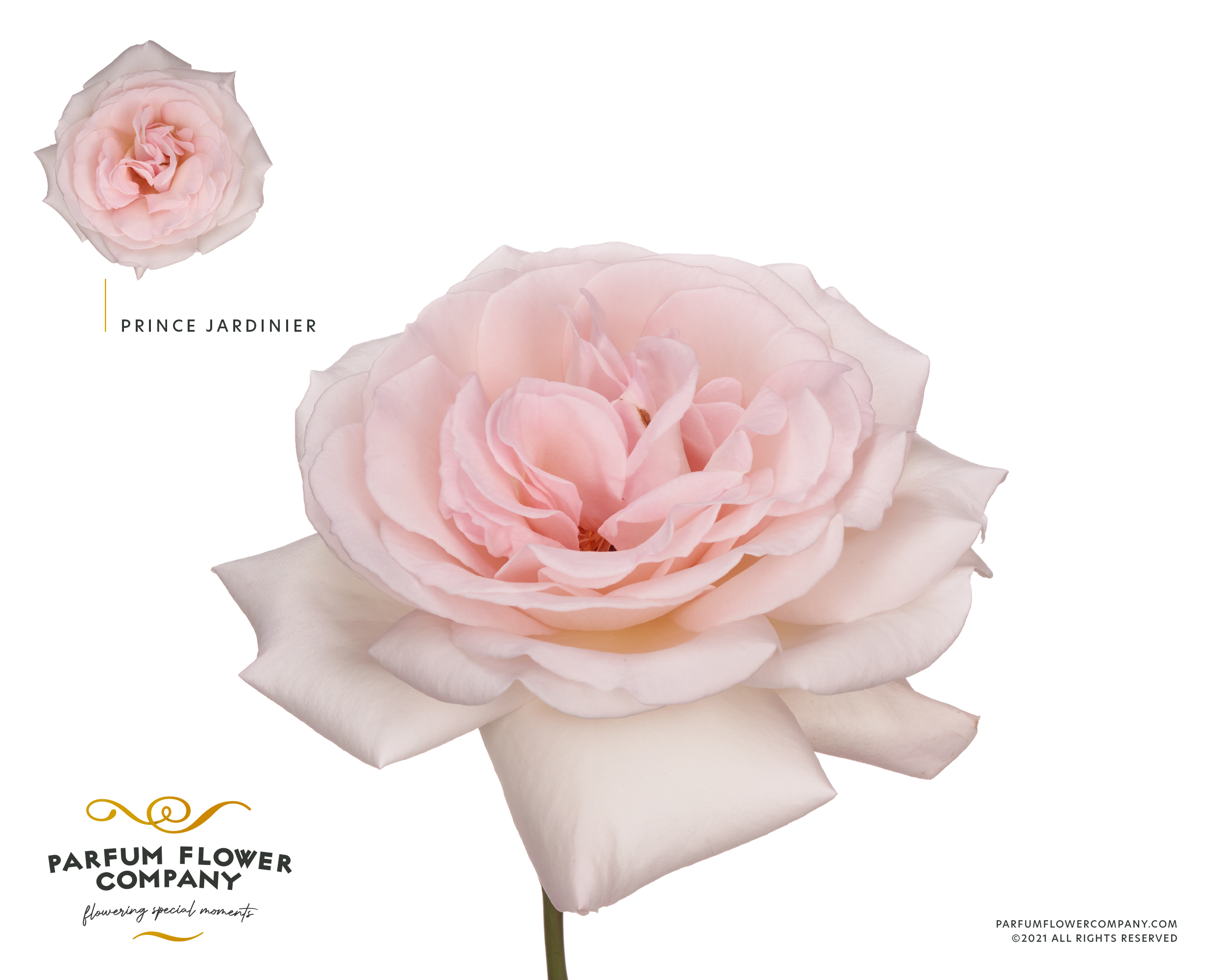 Срезанные цветы оптом Rosa garden prince jardinier от 24шт из Голландии с доставкой по России