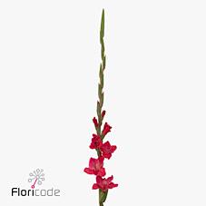 Срезанные цветы оптом Gladiolus la fairytale pink от 100шт из Голландии с доставкой по России