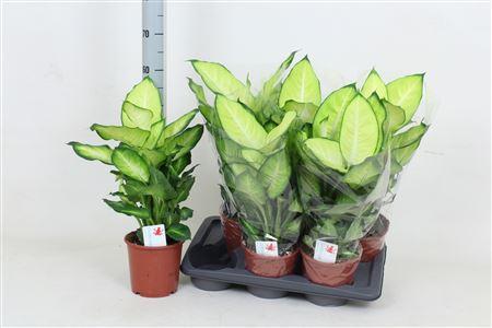 Горшечные цветы и растения оптом Dieffenbachia Summer Style 1 от 6шт из Голландии с доставкой по России