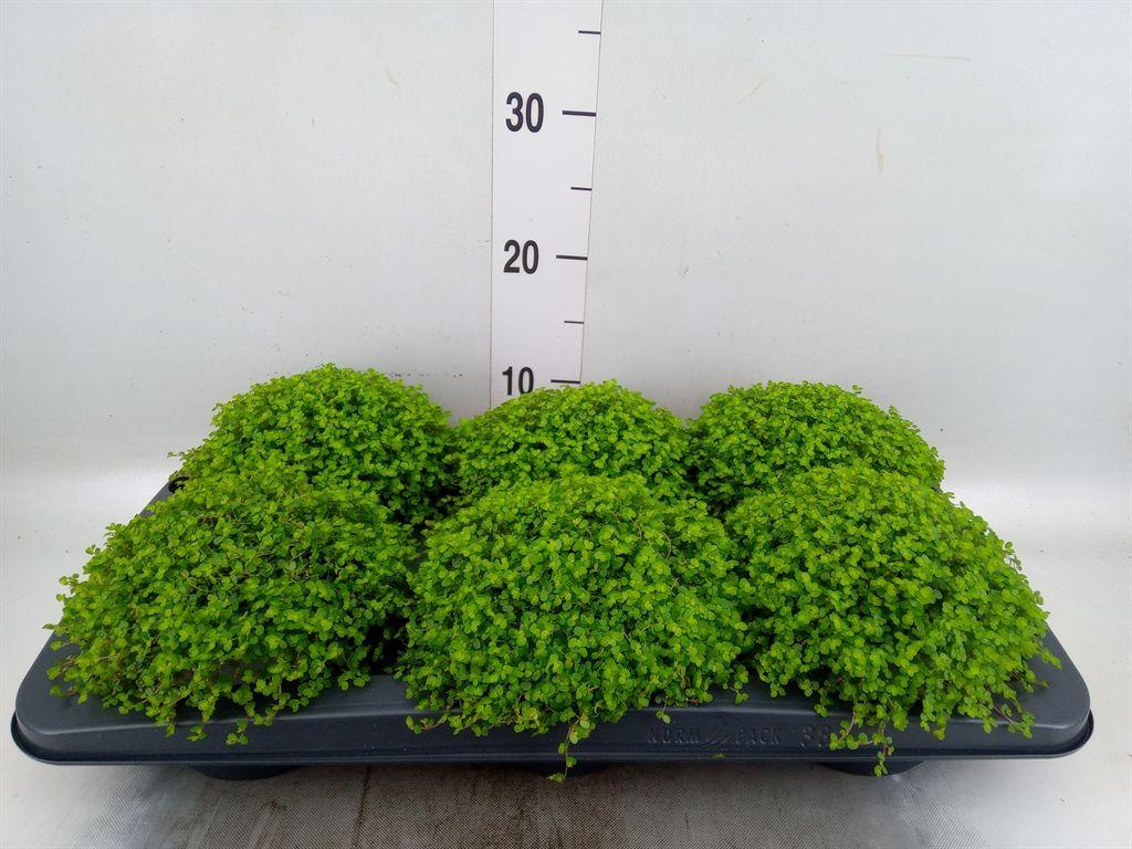 Горшечные цветы и растения оптом Soleirolia Soleirolii   ...green от 6шт из Голландии с доставкой по России