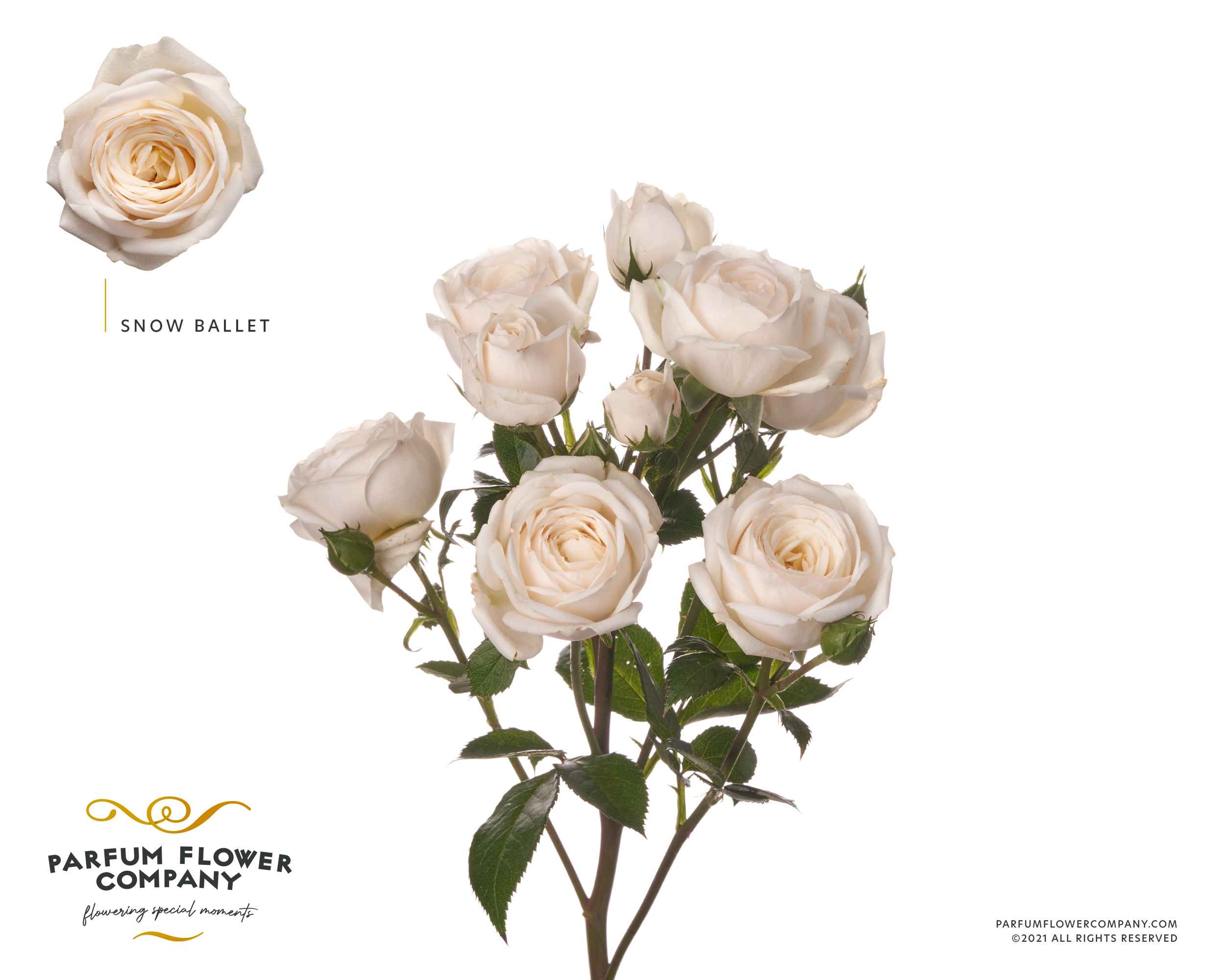 Срезанные цветы оптом Rosa sp garden snow ballet (scented) от 24шт из Голландии с доставкой по России