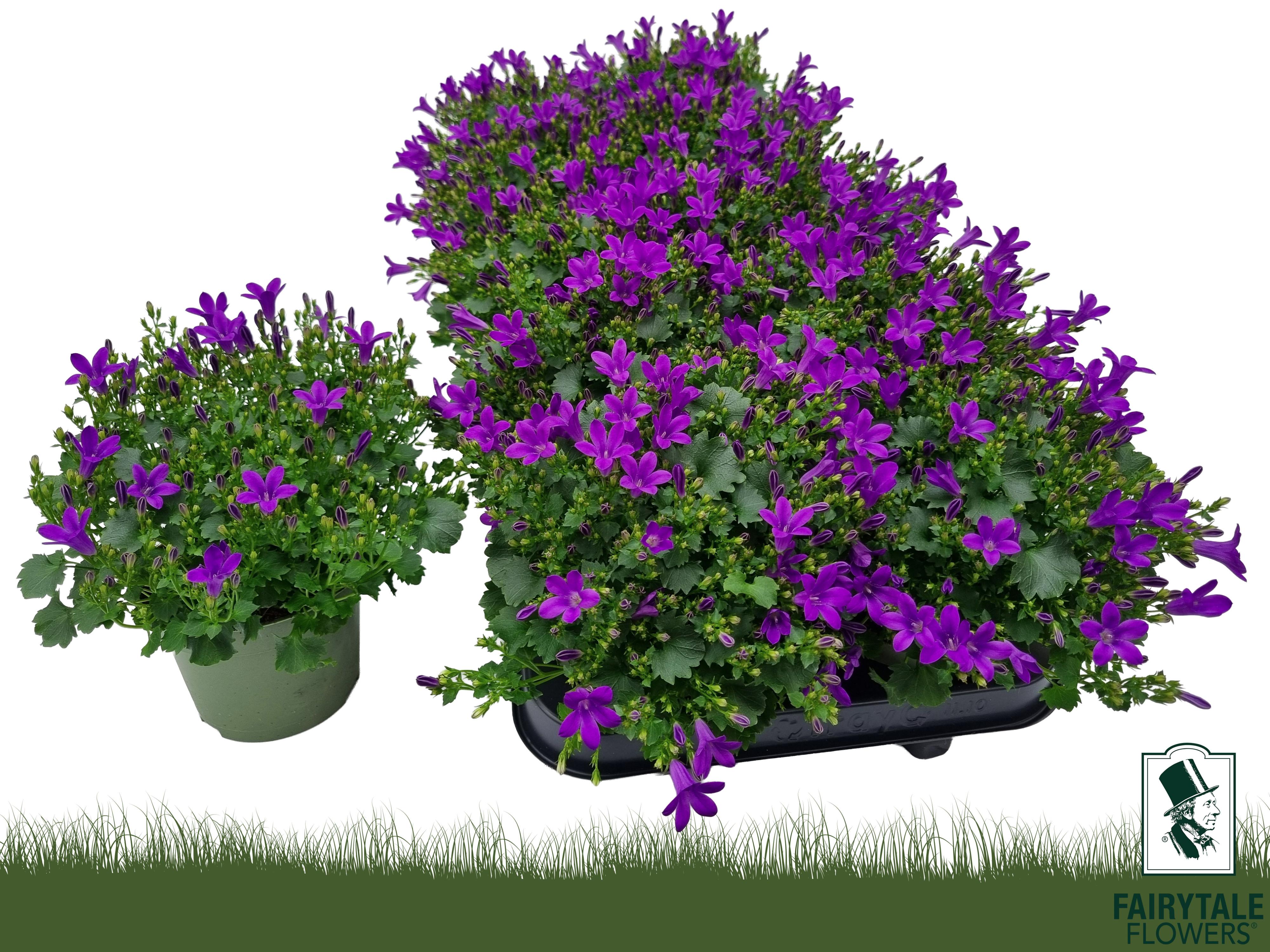 Горшечные цветы и растения оптом Camp Por Blu Get Mee от 10шт (для телеги) из Голландии с доставкой по России Горшечные цветы и растения оптом Camp Por Blu Get Mee от 10шт (для телеги) из Голландии с доставкой по России