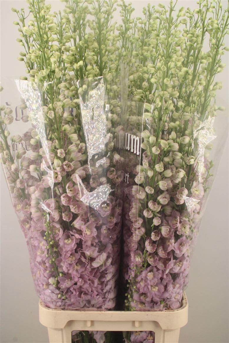 Срезанные цветы оптом Delphinium el du dewi fame от 30шт из Голландии с доставкой по России