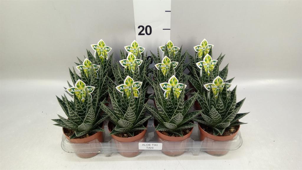 Горшечные цветы и растения оптом Aloe Aristata tiki Tahi от 12шт (для телеги) из Голландии с доставкой по России