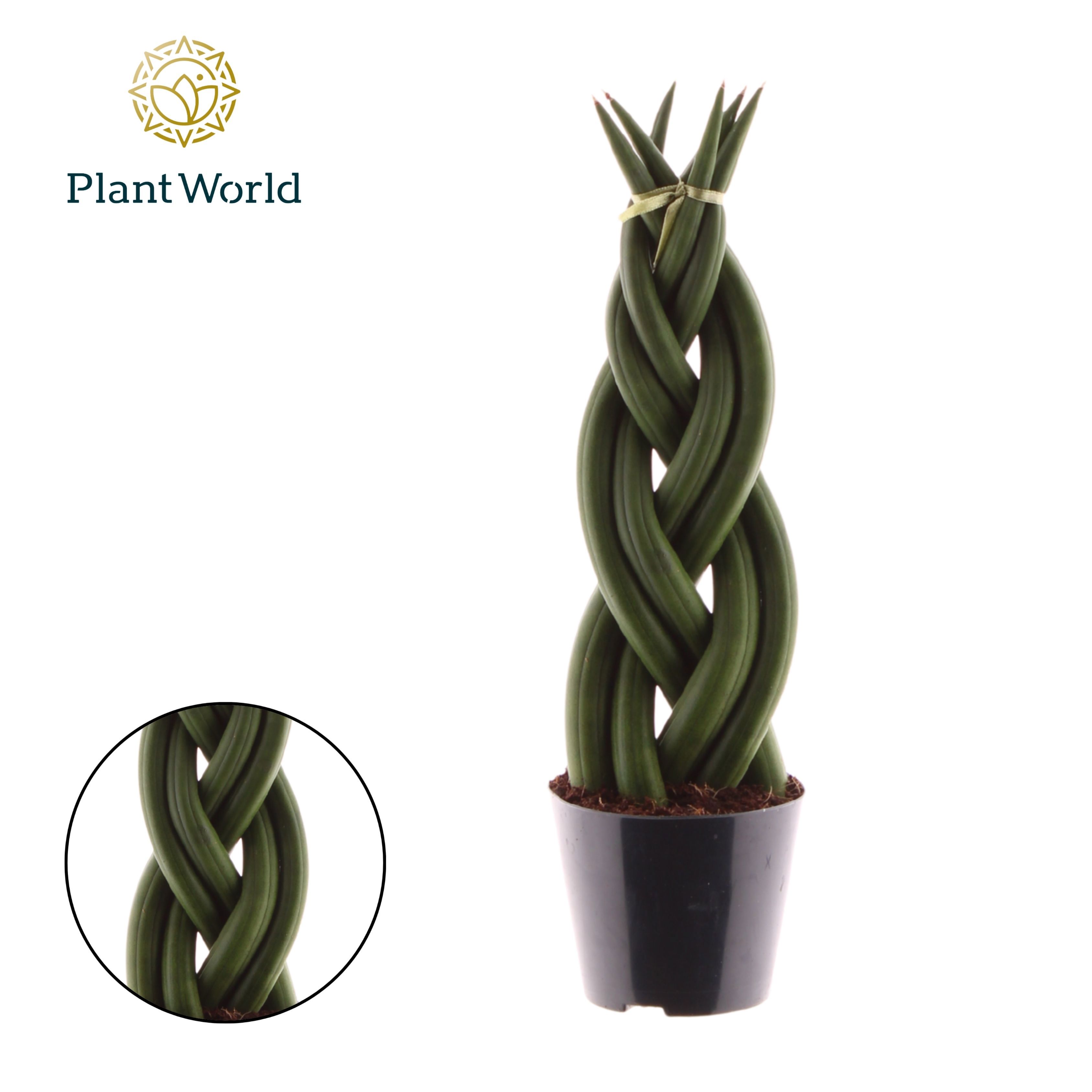 Горшечные цветы и растения оптом Sansevieria Cylindrica Twist от 12шт (для телеги) из Голландии с доставкой по России