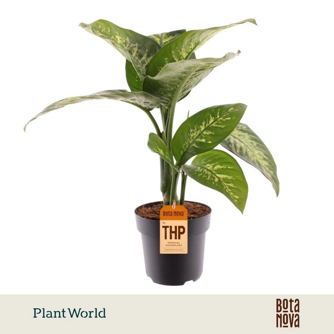 Горшечные цветы и растения оптом Dieffenbachia Tropic Snow от 3шт из Голландии с доставкой по России