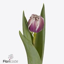 Срезанные цветы оптом Tulipa do joser от 50шт из Голландии с доставкой по России